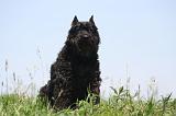 BOUVIER DES FLANDRES 448